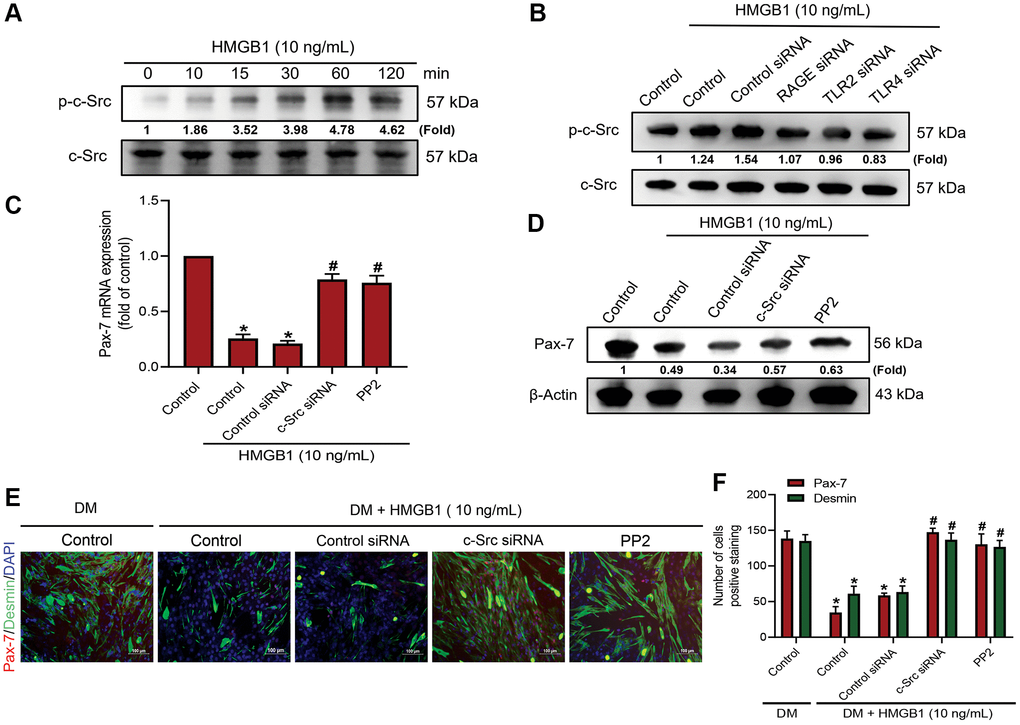 c-Src signaling is involved in HMGB1-mediated Pax-7 expression and muscle differentiation. Western blot analysis of c-Src phosphorylation in (A) C2C12 cells treated with HMGB1 (10 ng/mL) following a time-dependent manner (n = 3) and (B) C2C12 cells pre-treated with various siRNAs against RAGE, TLR2, and TLR4 molecules (100 nM) and then exposed to HMGB1 (10 ng/mL) for 24 h. (C) qRT-PCR (n = 3) and (D) western blot analysis of Pax-7 mRNA and protein expression, respectively, in C2C12 cells after HMGB1 co-treatment with c-Src siRNA (100 nM) or c-Src inhibitor (PP2; 1 μM) for 24 h (n = 3). (E) Immunofluorescence staining to visualize the expression of Pax-7 and desmin in C2C12 cells in DM after HMGB1 (10 ng/mL) co-treatment with c-Src siRNA (100 nM) or PP2 (1 μM) for 24 h (n = 3). Pax-7 is indicated by red coloring, desmin is indicated by green, and DAPI is shown in blue. Scale bars = 100 μm. (F) Number of positively stained cells were quantified by ImageJ software (n = 3). β-Actin was used as the loading control. All data are presented as the mean ± SD of triplicate experiments. *p #p 