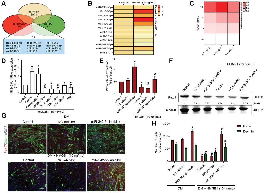 miR-342-5p/Pax-7 axis is involved in HMGB1-induced inhibition of skeletal muscle differentiation. (A) Potential miRNA targets of Pax-7 predicted by miRWalk, miRDB, and TargetScan. (B) qRT-PCR assays showing the expression of the 12 predicted miRNAs following HMGB1 treatment (10 ng/mL) (n = 3). (C) qRT-PCR assays showing the expression of miR-185-3p, miR-342-5p, and miR-499-3p in C2C12 cells after HMGB1 treatment (n = 6). (D) qRT-PCR assays showing miR-342-5p expression in C2C12 cells transfected with various siRNAs or pre-treated with c-Src inhibitor (PP2; 1 μM) prior to HMGB1 treatment for 24 h (n = 3). (E) qRT-PCR analysis and (F) western blot analysis showing the effect of miR-342-5p inhibitor on Pax-7 mRNA expression and protein expression (n = 3), respectively. (G) Immunofluorescence staining showing the expression of Pax-7 and desmin in C2C12 cells in DM after HMGB1 treatment (10 ng/mL) with 50 nM of miR-342-5p inhibitor or negative control (n = 3). Pax-7 is indicated by red coloring, desmin is indicated by green, and DAPI is shown in blue. Scale bars = 100 μm. (H) Number of positively stained cells were quantified by ImageJ software (n = 3). β-Actin was used as the loading control. All data are presented as the mean ± SD of triplicate experiments. *p #p 