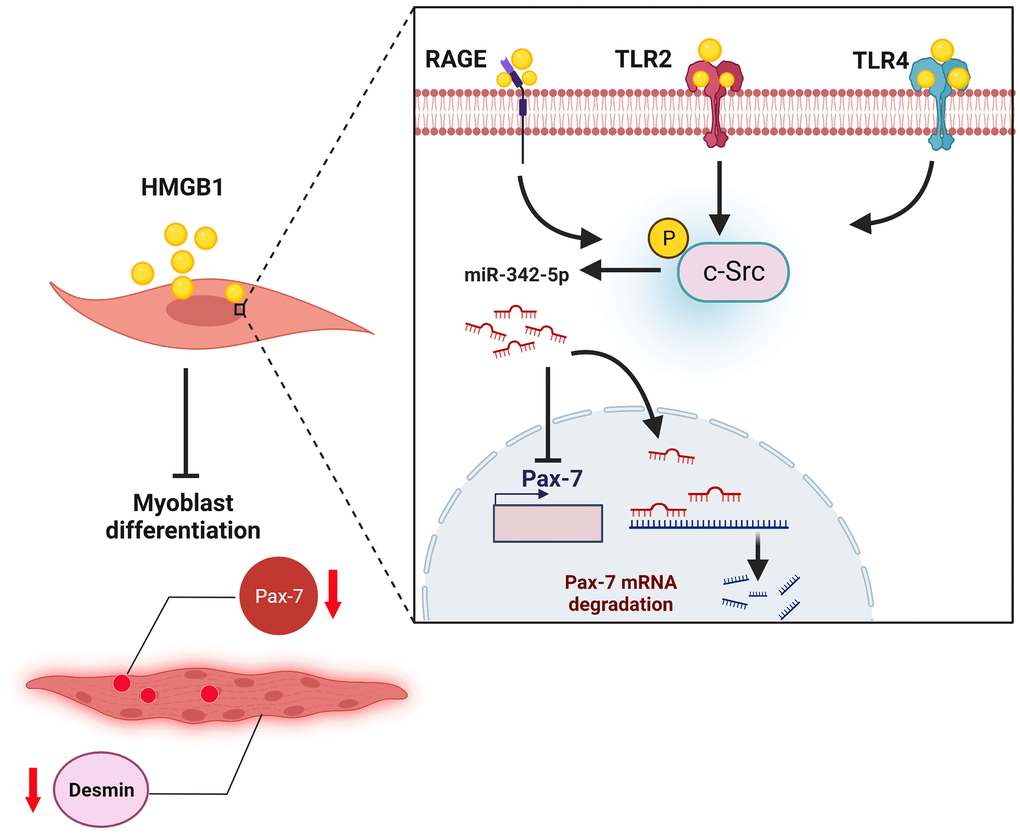 Graphical abstract: schematic illustration of proposed mechanisms underlying the HMGB1-induced inhibition of muscle regeneration, where HMGB1 inhibits Pax-7 expression and skeletal muscle regeneration by promoting the synthesis of miR-342-5p via RAGE, TLR2, TLR4, and c-Src signaling pathways.