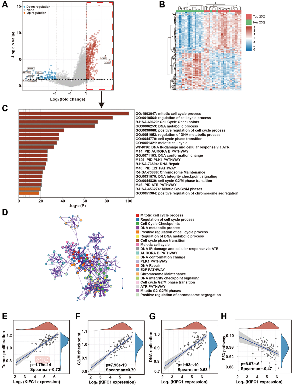 Bioinformatics analysis of signaling pathways associated with KIFC1. (A) Heatmap of gene expression by grouping TCGA samples based on the level of KIFC1 expression; (B) Volcano plot of differential genes between the top 25% of samples with high KIFC1 expression and the bottom 25% of samples with low KIFC1 expression; (C) Clustering analysis of upregulated differentially expressed genes in the top 25% of samples with high KIFC1 expression; (D) Network of enriched term; (E–H) Correlation analysis of KIFC1 expression with tumor proliferation, G2/M checkpoints, DNA replication, and the p53 pathway.