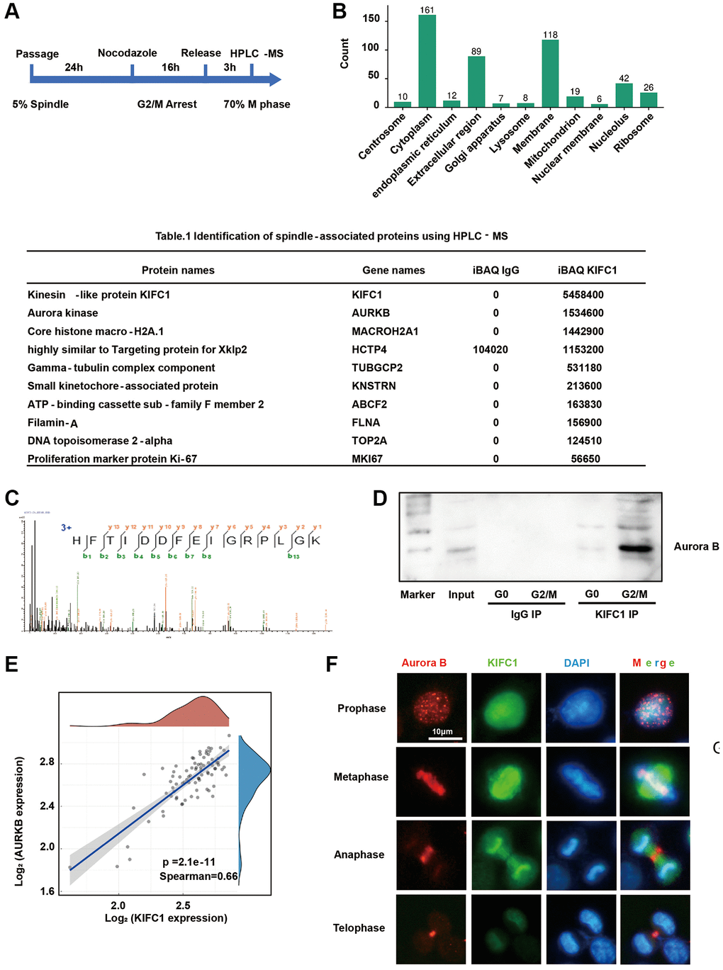 Proteomic analysis reveals protein interactions with KIFC1. (A) Flow chart of metaphase cell; (B) GO cluster of identification results, clustering according to organelles; (C) Mass spectrum peak of Aurora B; (D) Immunoprecipitation with anti KIFC1 antibody and detect Aurora B content through western blot; (E) Bioinformatics analysis of the correlation between KIFC1 and Aurora B mRNA expression; (F) immunofluorescence stain of KIFC1 (green) and Aurora B (red), DNA were stained with DAPI (blue).