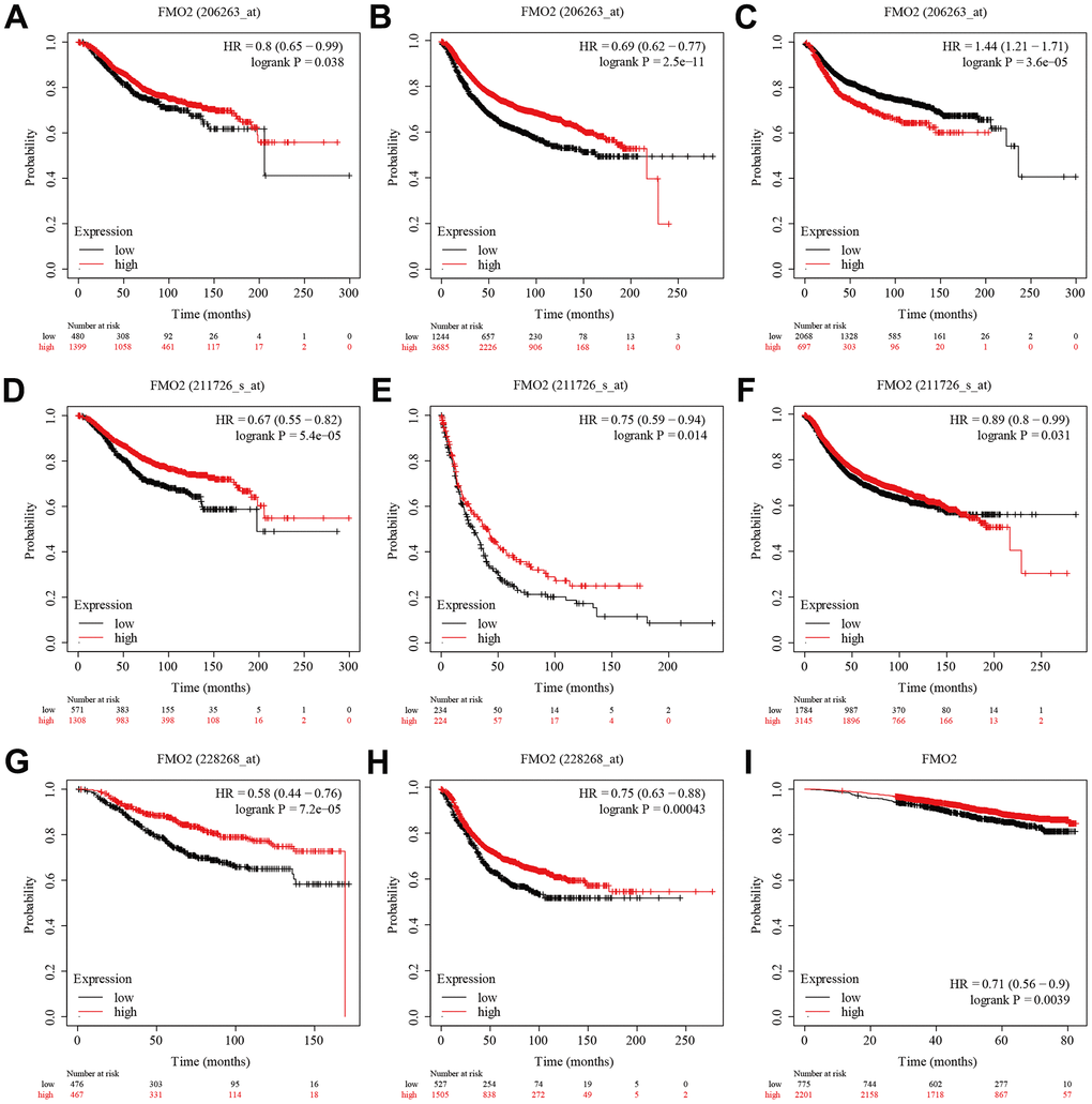 The survival analysis of FMO2 in the gene chip data and RNA-sequence data of Kaplan–Meier plotter. (A) FMO2 (206263