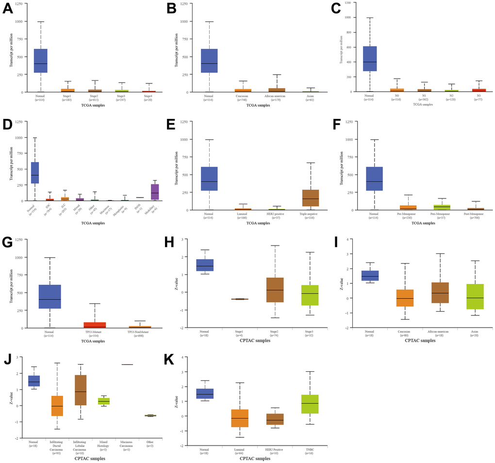 Relationship between SFRP1 and different clinical indicators. (A) Individual cancer stages in TCGA. (B) Race in TCGA. (C) Nodal metastasis status in TCGA. (D) Tumor histology in TCGA. (E) Major subclasses in TCGA. (F) Menopause status in TCGA. (G) TP53 mutation status in TCGA. (H) Individual cancer stages in CPTAC. (I) Race in CPTAC. (J) Tumor histology in CPTAC. (K) Major subclasses in CPTAC.