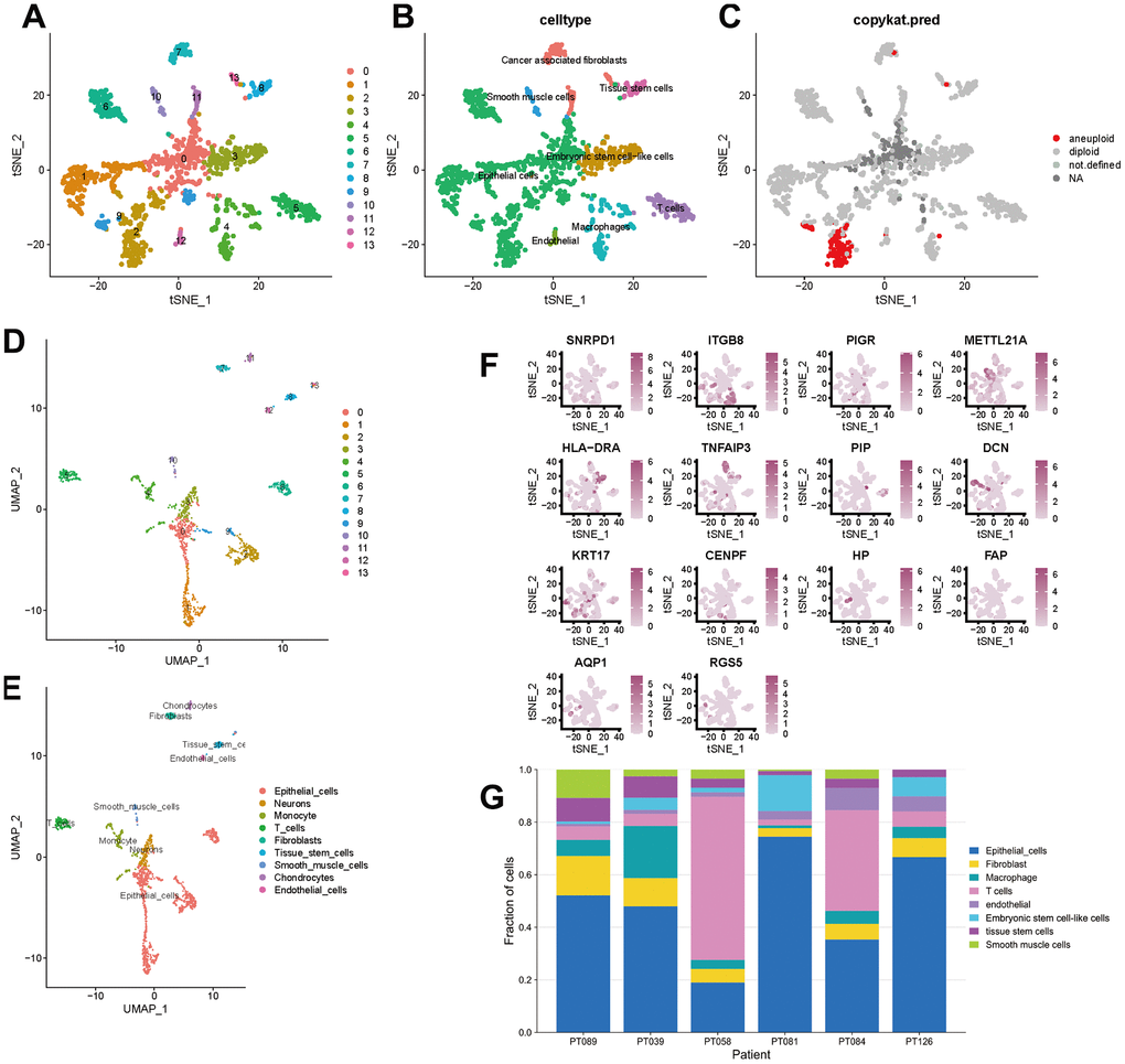 t-SNE and UMAP clustering of TNBC samples. (A–C) Clusters, cell type annotations and aneuploid cells at the single-cell level in TNBC samples by t-SNE method. (D, E) Clusters and cell type annotations at the single-cell level in TNBC samples by UMAP method. (F) Scatter plot of marker gene expression in each cluster. (G) Inter-tumor heterogeneity of triple-negative breast cancer at the single-cell level.