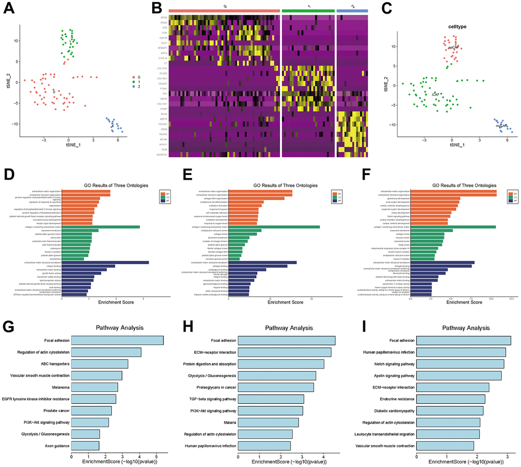 CAF subgroup analysis. (A) Scatter plot of the distribution of clusters in CAFs. (B) Heatmap of the distribution of gene markers in clusters. (C) Type annotation of CAF subgroups. (D) Results of GO analyses of prCAF subgroups. (E) Results of GO analyses of myCAF subgroups. (F) Results of GO analyses of emCAFs. (G) Results of KEGG pathway analyses of prCAF subgroups. (H) Results of KEGG pathway analyses of myCAF subgroups. (I) Results of KEGG pathway analyses of prCAF subgroups.