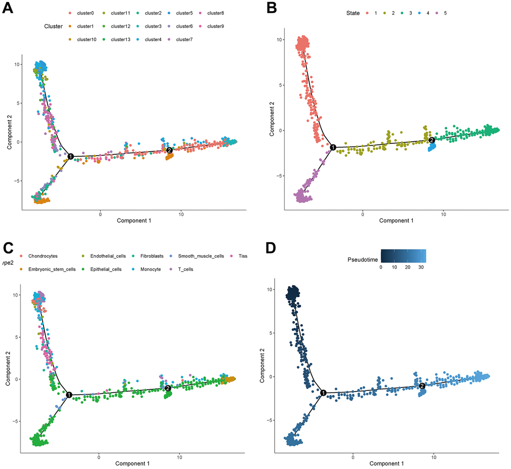 Trajectory analyses of a single cell. (A) Trajectory diagram of cell clusters. (B) Trajectory diagram of cell status. (C) Trajectory diagram of cell types. (D) Trajectory diagram of cell differentiation time.