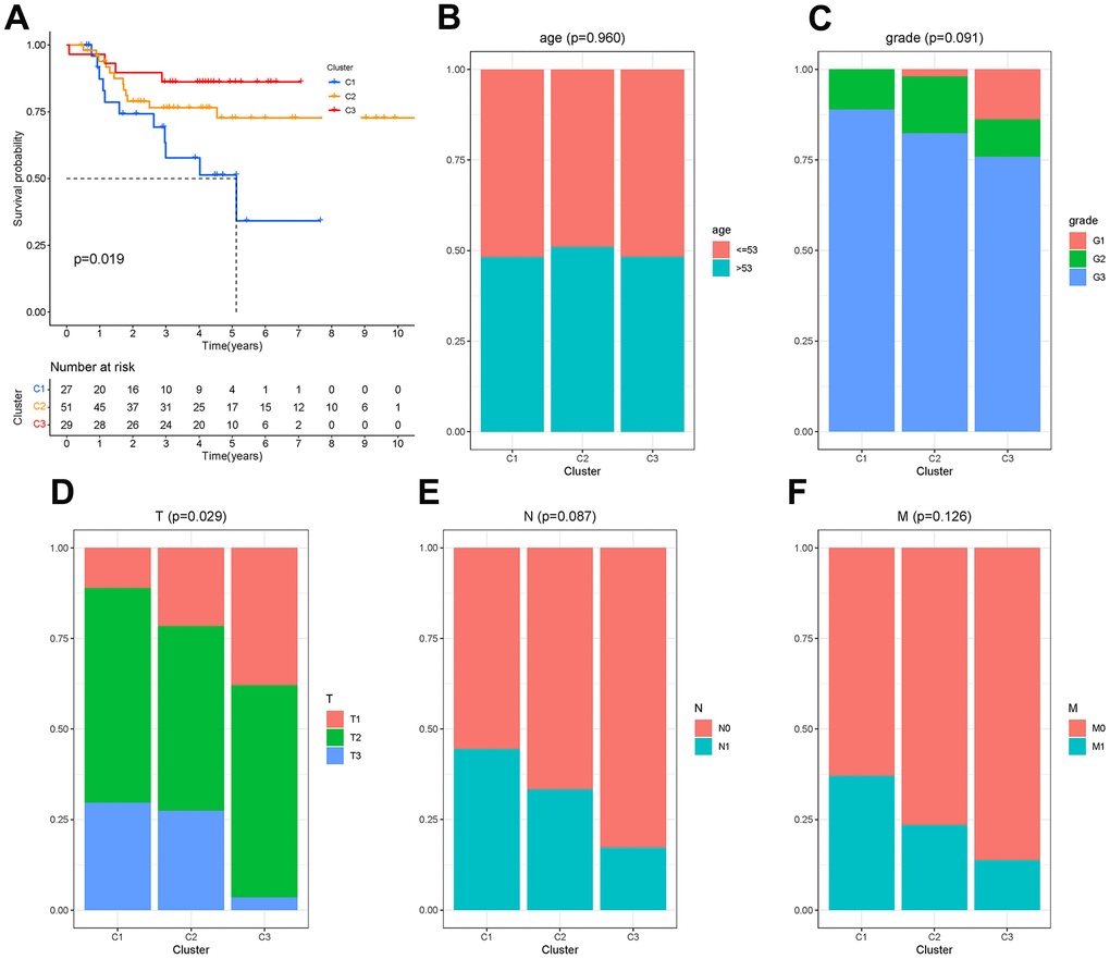 Molecular clusters of TNBC. (A) Kaplan-Meier analysis among molecular clusters. (B–F) Distribution of clinical characteristics in clusters.