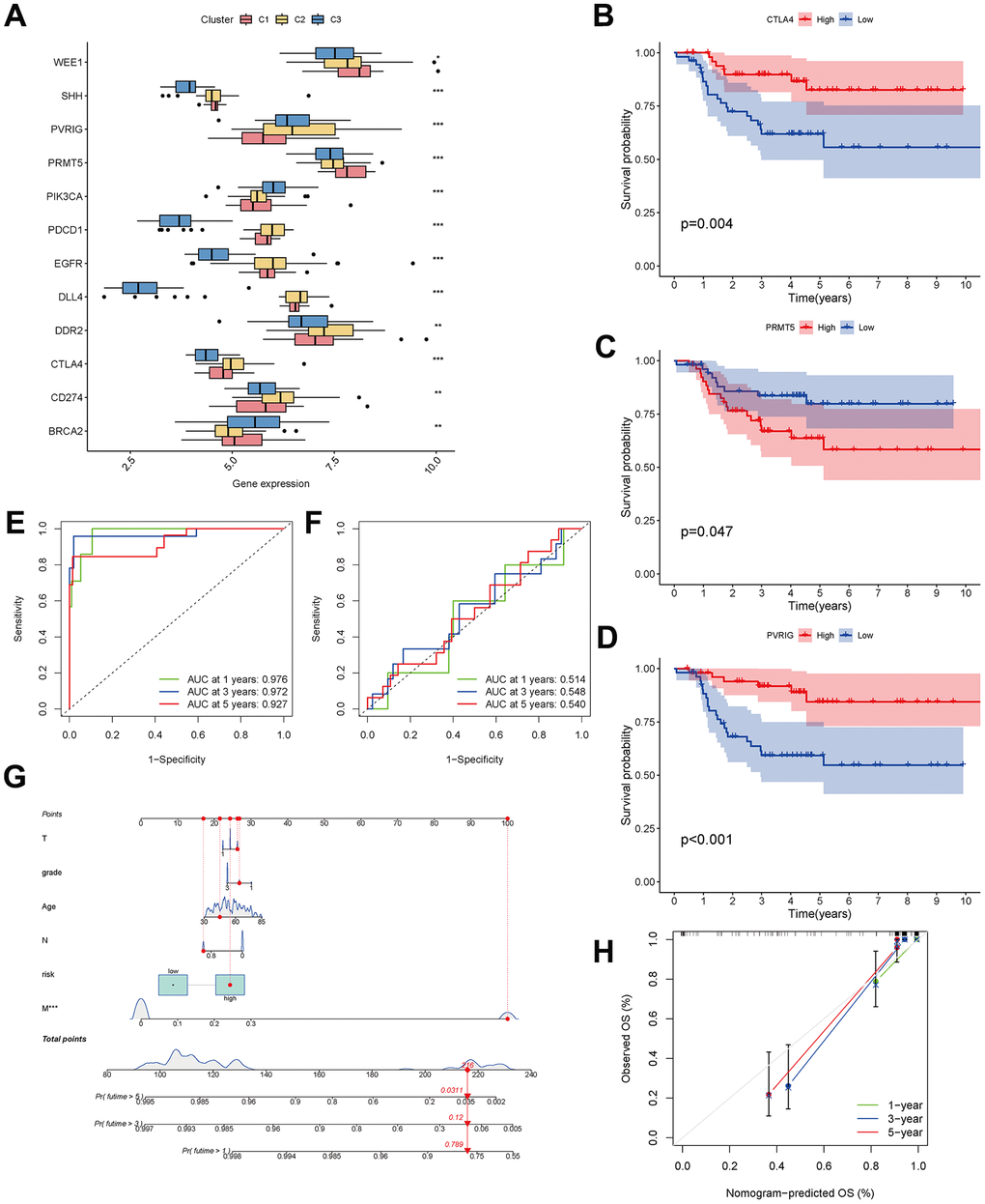 Analysis of CAF-related genes between molecular subtypes. (A) The expression of immune checkpoint-related genes among clusters. (B–D) The expression of checkpoint-related genes associated with survival in triple-negative breast cancer patients. (E, F) ROC curves for the training and testing sets. (G) Nomogram predicting patient survival prognosis. (H) Calibration curve of the nomogram.