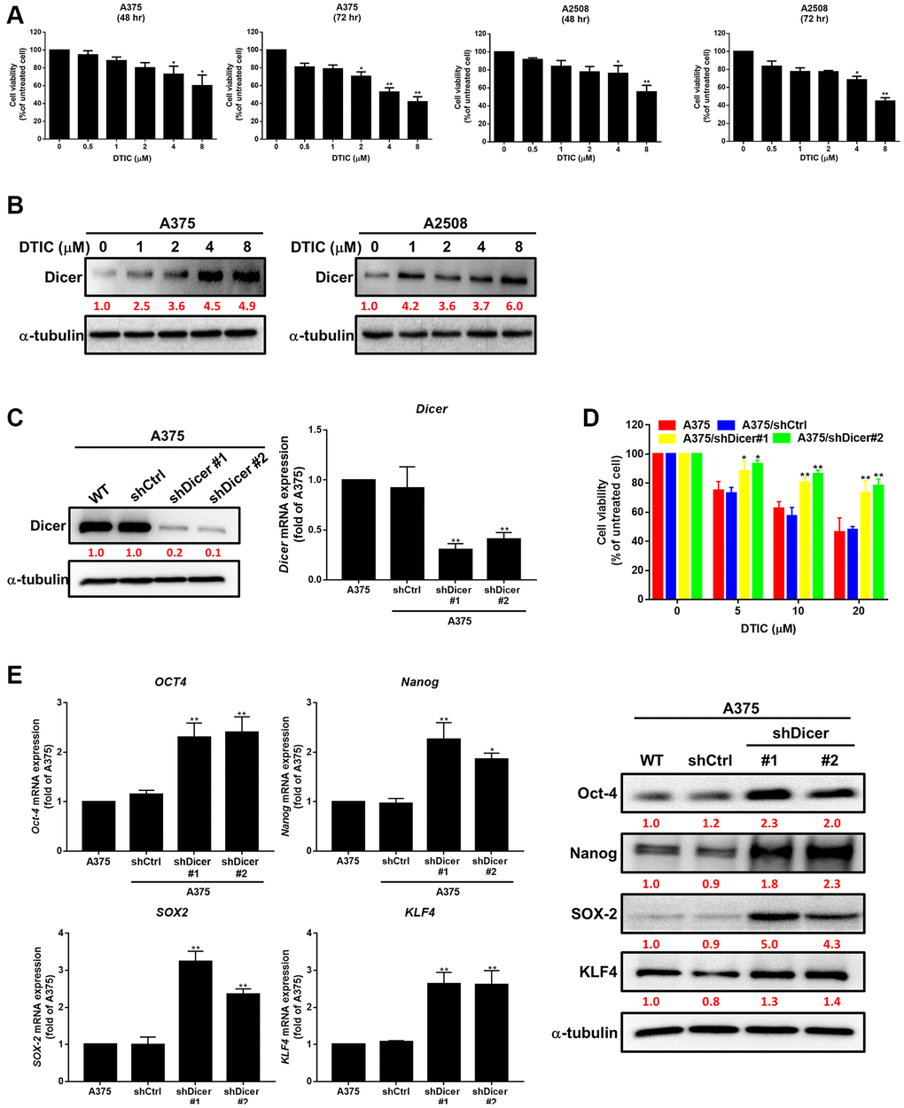 Association of Dicer expression with dacarbazine (DTIC) treatment response and cancer stemness in melanoma cells. (A) Viability of A375 and A2508 melanoma cells treated with varying concentrations of DTIC for 48 and 72 h. (B) Western blotting results indicating the expression levels of Dicer in A375 and A2508 melanoma cells treated with varying concentrations of DTIC. (C) Western blotting results indicating the expression levels of Dicer in A375 and Dicer-silenced (shDicer #1 and #2) cells. (D) Viability of melanoma cells treated with varying concentrations of DTIC (measured through the MTT assay). (E) Expression levels of Oct-4, Nanog, SOX2, and KLF4 in Dicer-silenced (shDicer #1 and #2) cells (evaluated through qRT-PCR and Western blotting). Data are presented in terms of the mean ± standard error of the mean of three independent experiments, each performed in triplicate. *P **P t test).