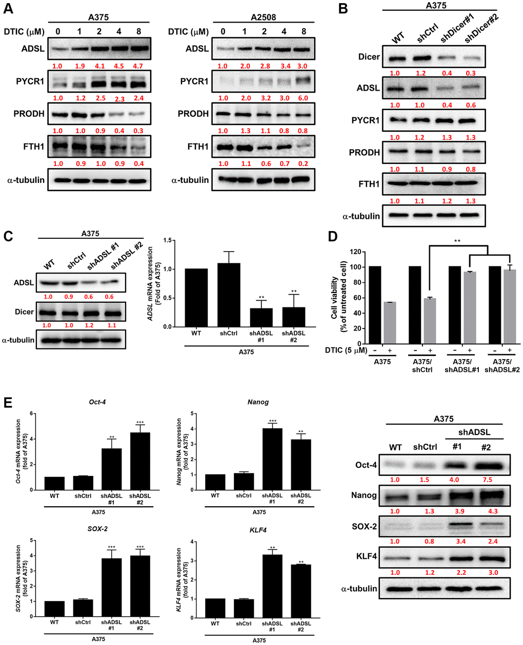 Association of ADSL expression with DTIC response in melanoma cells. (A) Western blotting results for A375 and A2508 melanoma cells treated with DTIC at the indicated concentrations. (B) Western blotting results for metabolic pathway–associated enzymes in wild-type and Dicer-silenced A375 cells. (C) Western blotting results indicating ADSL and Dicer levels in wild-type, shctrl, and ADSL-silenced (shADSL #1 and #2) A375 cells. (D) MTT assay results indicating the viability of ADSL-silenced A375 cells after incubation with DTIC for 48 h. (E) Expression levels of Oct-4, Nanog, SOX2, and KLF4 mRNA (measured through qRT-PCR and Western blotting). **P ***P t test).