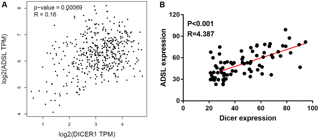 Clinical relevance of Dicer and ADSL expression in melanoma. (A) Positive correlation observed between Dicer and ADSL levels in patients with melanoma, as evident from the results of TCGA data analysis. (B) IHC staining of a melanoma tissue array illustrating the positive association between the expression levels of Dicer and ADSL in melanoma tissue.