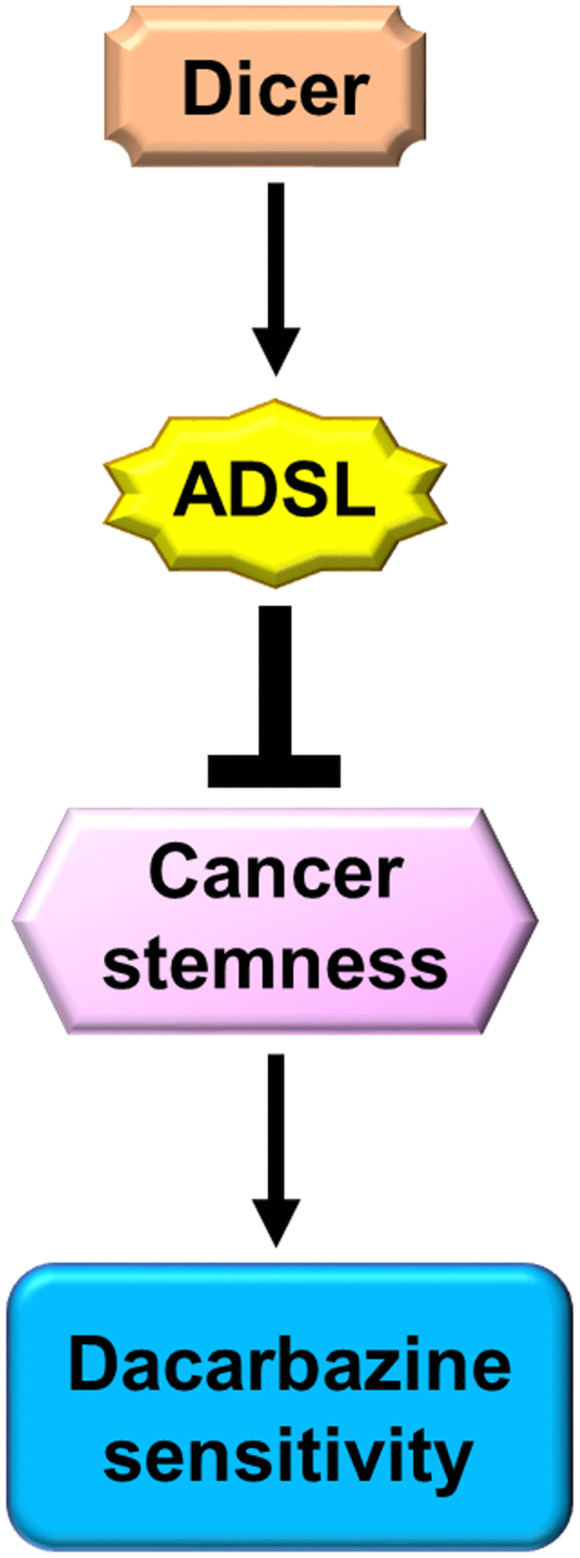 Schematic of Dicer-induced, ADSL-mediated DTIC resistance and augmented stemness in melanoma cells.