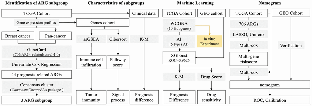 Research Process. (1) Identification of ARG subgroup: gene expression profiles are collected from TCGA and GEO databases, and ARG list is collected from GeneCard. 44 ARGs are selected into consensus cluster to identify subgroups. (2) Features in subgroups: Pathway score and immune cell infiltration are calculated by ssGSEA and CIBERSORT, respectively. (3) AI-based drug sensitivity stratification: 5 types of machine learning algorithms are applied, and XGBoost displays best results in identification of ARG subgroups. (4) TCGA (training) and GEO (testing) cohorts are used to construct prognosis prediction model. (5) Hubgenes are selected to perform in vitro experiments.