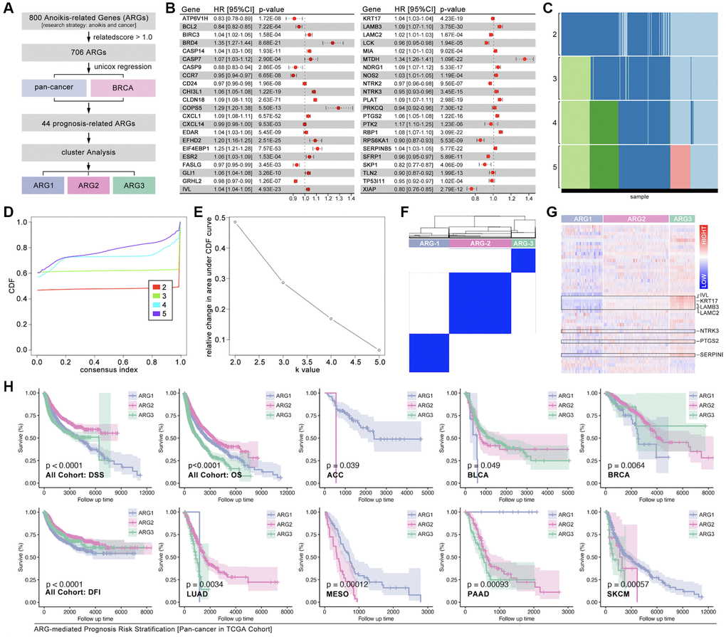 Identification of ARG subgroups and prognosis features. (A) ARG subgroups identification process. (B) The HR of 44 selected ARGs. (C–F) Consensus cluster analysis by ConsensusClusterPlus package to divide the TCGA cohort into three subgroups (ARG1, ARG2, ARG3). (G) 44 ARGs expression features amongst ARG subgroups. (H) Prognosis differences between ARG subgroups in pan-cancer and single type of cancer.