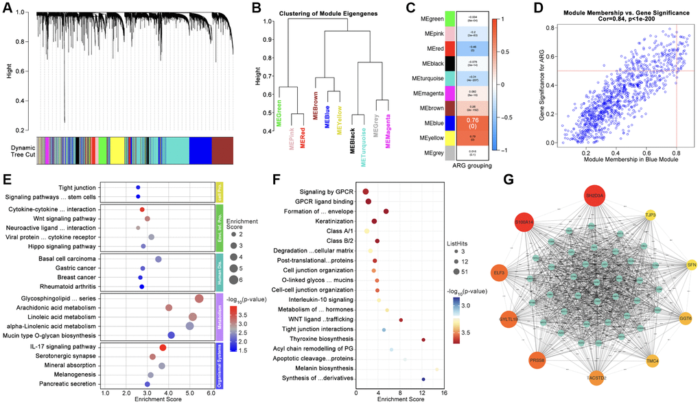 Identification of Hubgenes amongst ARG subgroups. (A, B) Dynamic tree cut and modules stratification of WCGNA. (C) Correlation between modules and ARG grouping. (D) The correlation between Module-blue and ARG grouping. (E) GO analysis and (F) KEGG analysis. (G) Interaction network of top 50 Hubgenes.