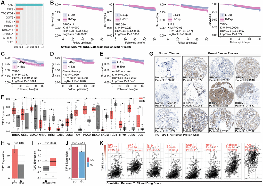 TJP3 is a pivotal hubgene in regulating drug tolerance. (A) Importance analysis in XGboost, in which SFN, TJP3, TACSTD2, GGT6, TMC4, PRSS8, S100A14, SH2D3A, GYLTL1B, and ELF3. (B) K-M analysis of S100A14, SH2D3A, TJP3, and TMC4 in regulating prognosis. (C) The roles of TJP3 in regulating prognosis in TNBC cohort, (D) chemotherapy cohort, and (E) endocrinotherapy cohort. (F) TJP3 expression in pan-cancer and adjacent tissues. (G) The expression level of TJP3 in adjacent tissues and breast cancer tissues (data from THPA). (H) Statistical results of TJP3 expression in THPA cohort. (I) TJP3 expression level in TNBC and corresponding adjacent tissues. (J) TJP3 expression level in IDC and corresponding adjacent tissues, data from GSE10780. (K) The correlation between the expression of TJP3 and drug scores (EPI, CTX, DTX, PTX, DDP, GEM, 5-Fu, NVB, Olaparib, TAM). *p **p ***p 