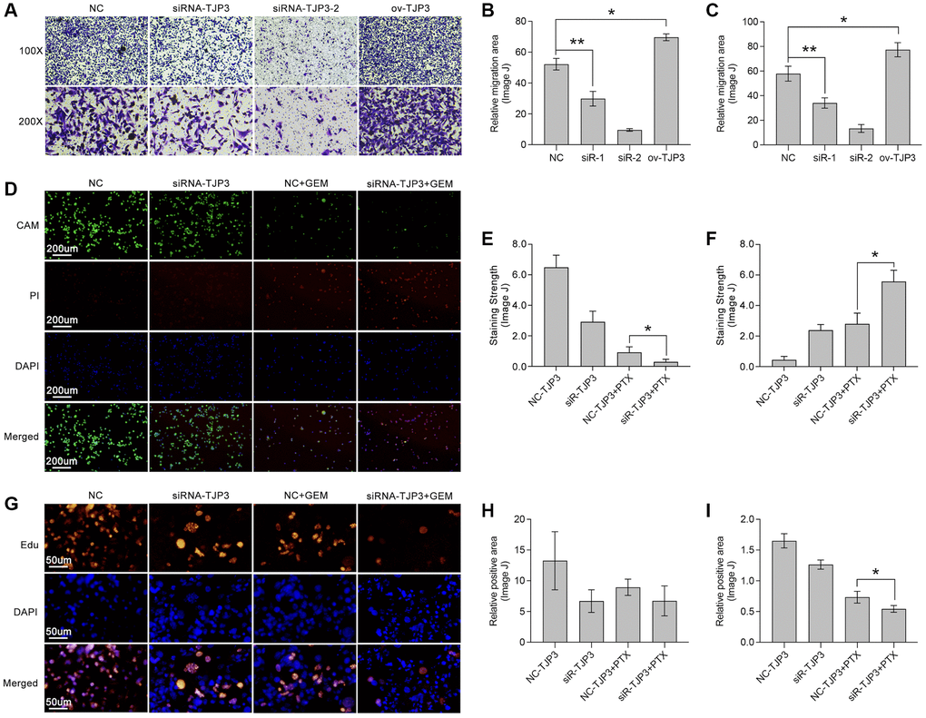 TJP3 regulates migration and drug tolerance in TNBC. (A) Transwell assay displays the role TJP3 in regulating cell migration. Statistical analysis shows migrated cell area in (B) 100-fold and (C) 200-fold field of view by ImageJ. (D) Alive&dead assay, in which (E) CAM means alive cells with green and (F) PI means dead cells with red. (G) Edu assay shows the role of TJP3 in regulating cell proliferation in (H) 100-fold and (I) 200-fold field of view by ImageJ. *p **p ***p 