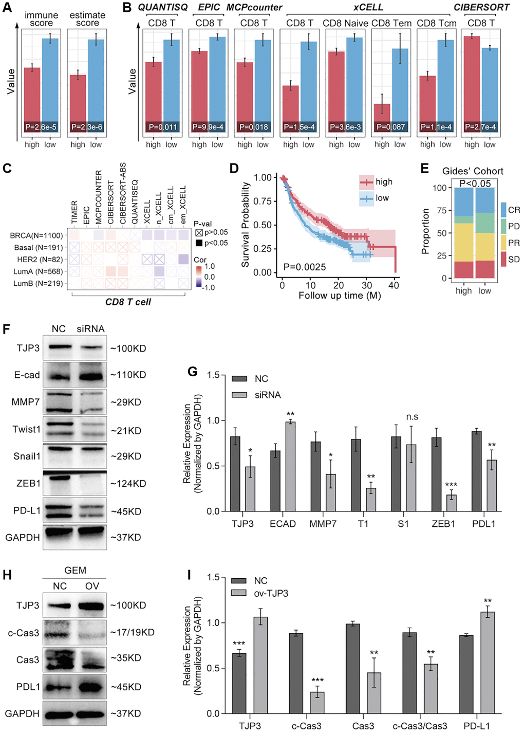 TJP3 regulates GEM-induced cell apoptosis and EMT process. (A) Immune Score predicted by SangerBox (http://vip.sangerbox.com/login.html). (B) T cell infiltration predicted by SangerBox (http://vip.sangerbox.com/login.html). (C) Immune cell infiltration predicted by TIMER2.0 (http://timer.comp-genomics.org/timer/). (D) Anti-PD1 prognosis in TJP3 low and high expression groups. (E) Anti-PD1 response differences between TJP3 low and high expression groups. (F) Si-RNA down-regulates TJP3 expression, and the corresponding down-stream targets expression features. (G) Statistical analysis, normalized by GAPDH. (H) Recombinant plasmid up-regulation TJP3 expression, and the corresponding down-stream targets expression features. (I) Statistical analysis, normalized by GAPDH. *p **p ***p 