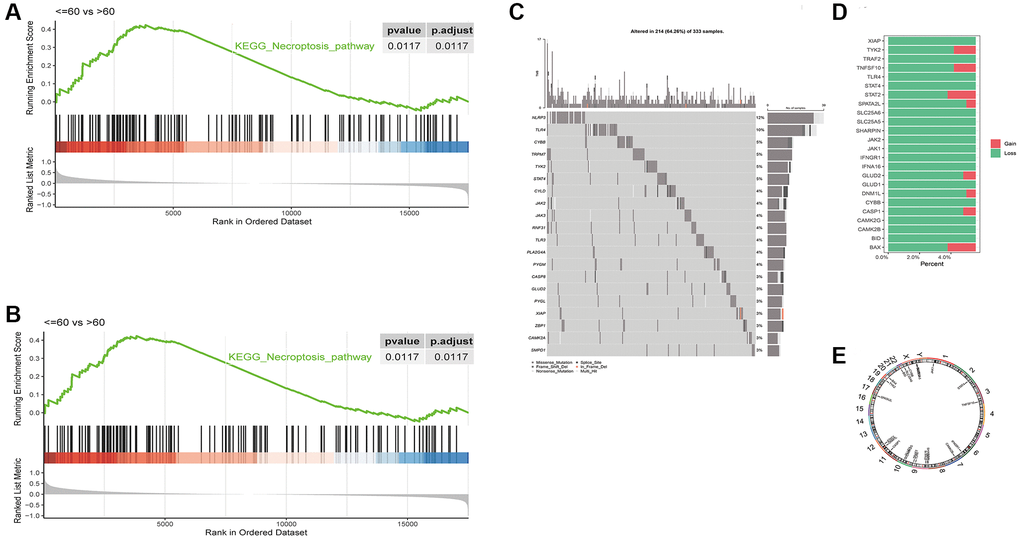 Differences in GSEA enrichment scores of necroptosis pathway between in LUSC subgroups based on (A) age and (B) tumor stage. (C) Waterfall plot of the top 20 necroptosis genes with the highest mutation rates. (D) CNV distribution of 24 necroptosis genes, GAIN - amplification and LOSS - deletion. (E) Chromosomal distribution of 24 necroptosis genes.