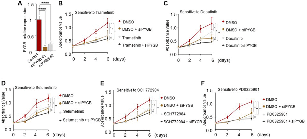 Effect of the candidate drugs on PYGB-knockdown cells. (A) PYGB expression in the control and siPYGB groups. (B–F) Viability of the cells in response to (B) trametinib, (C) dasatinib, (D) selumetinib, (E) SCH772984 and (F) PD0325901.