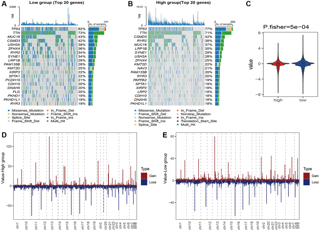 Waterfall plot of the top 20 genes with the highest mutation rates in the (A) high-risk and (B) low-risk groups. (C) CNVs of the necroptosis gene in the risk groups. Distribution of CNVs in the (D) high-risk and (E) low-risk groups.