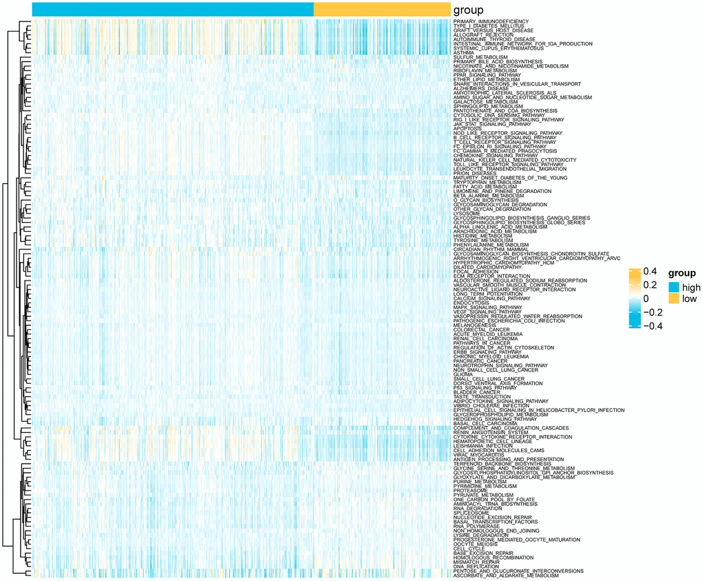 Heatmap showing differential KEGG pathways between the risk groups according to ssGSEA.