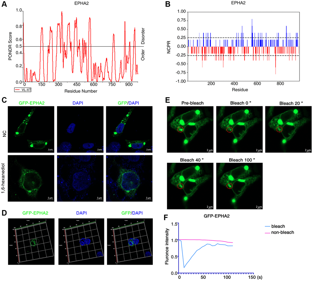 EphA2 can undergo phase separation in cells. (A, B) Predictions of IDRs and NCPR of EphA2 using PONDR and CIDER database based on their amino acid positions and sequences. (C) Transfection of GFP-EphA2 in HEK293 cells and immunofluorescence detection of EphA2 puncta in the presence or absence of 1,6 hexanediol treatment. (D) Transfection of GFP-EphA2 in HEK293 cells and detection of EphA2 puncta by immunofluorescence 3D imaging. (E) Representative images of FRAP experiment of HEK293 cells that had been transfected with GFP-EphA2 expression vector. The red circle highlights the puncta undergoing targeted bleaching. (F) Quantification of FRAP fluorescence intensity data for GFP-EphA2 puncta.