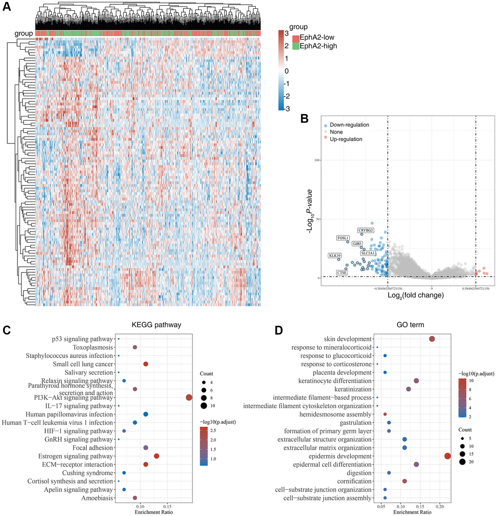 Biological functions of EphA2 in colorectal cancer samples. (A) Heat map showing differentially expressed genes in colorectal cancers with high and low expression of EphA2. (B) Venn diagram showing EphA2-regulated differentially expressed genes. (C, D) KEGG and GO analyses of EphA2-regulated differentially expressed genes in colorectal cancers patients.