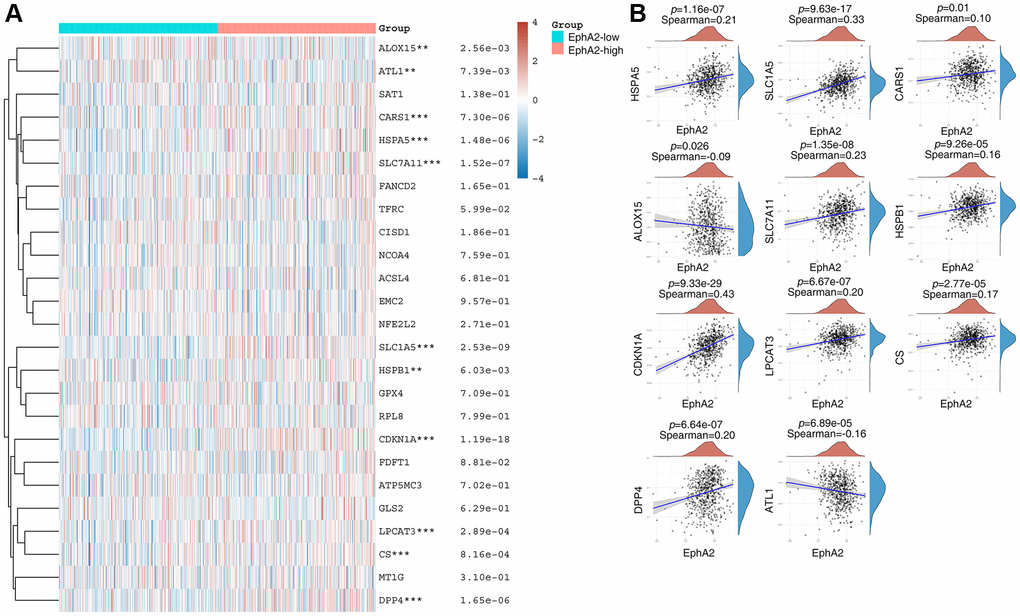 EphA2 is associated with ferroptosis. (A) Heat map showing differential expression of ferroptosis-related genes in EphA2 differentially expressed colorectal cancer patients. (B) Correlation of EphA2 expression with the expression of common ferroptosis-related genes. *stands for significance levels, * for p **p ***p 