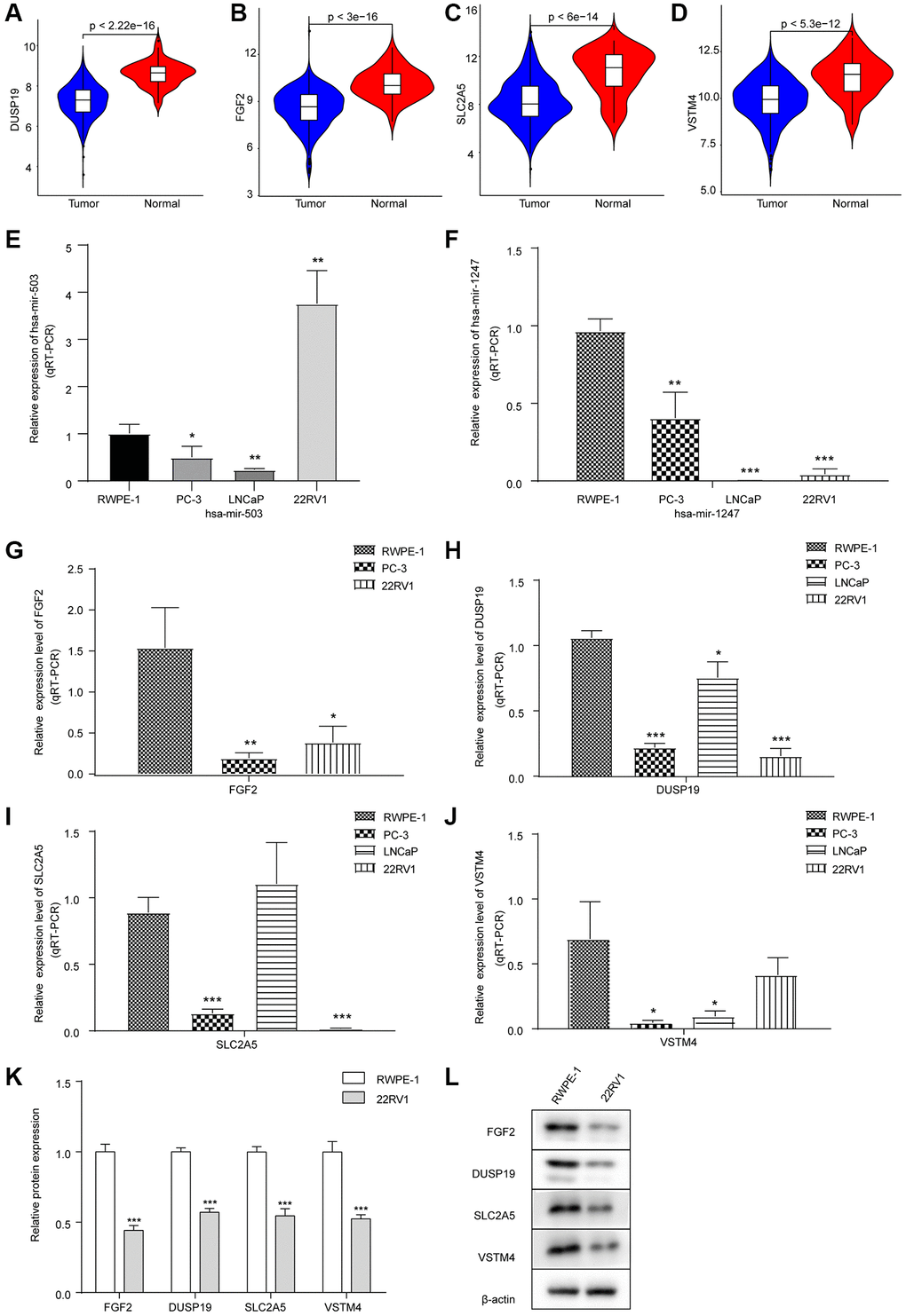 Expression levels of hsa-mir-503/hsa-mir-1247 and their target mRNAs in tumor samples and three PC cell lines. (A–D) Violin diagram of expression differences of DUSP19, FGF2, SLC2A5 and VSTM4 between cancer and para-cancer samples. The horizontal axis was the sample group, the vertical axis was the expression level, and p value was calculated by Wilcoxon method. (E) Expression of hsa-mir-503 in PC-3, LNCaP and 22RV1 cells. (F) Expression of hsa-mir-1247 in PC-3, LNCaP and 22RV1 cells. (G–J) Expression of FGF2, DUSP19, SLC2A5 and VSTM4 in PC-3, LNCaP and 22RV1 cells. (K, L) The expressions of FGF2, DUSP19, SLC2A5 and VSTM4 in 22RV1 cells were detected by WB (*p **p ***p 