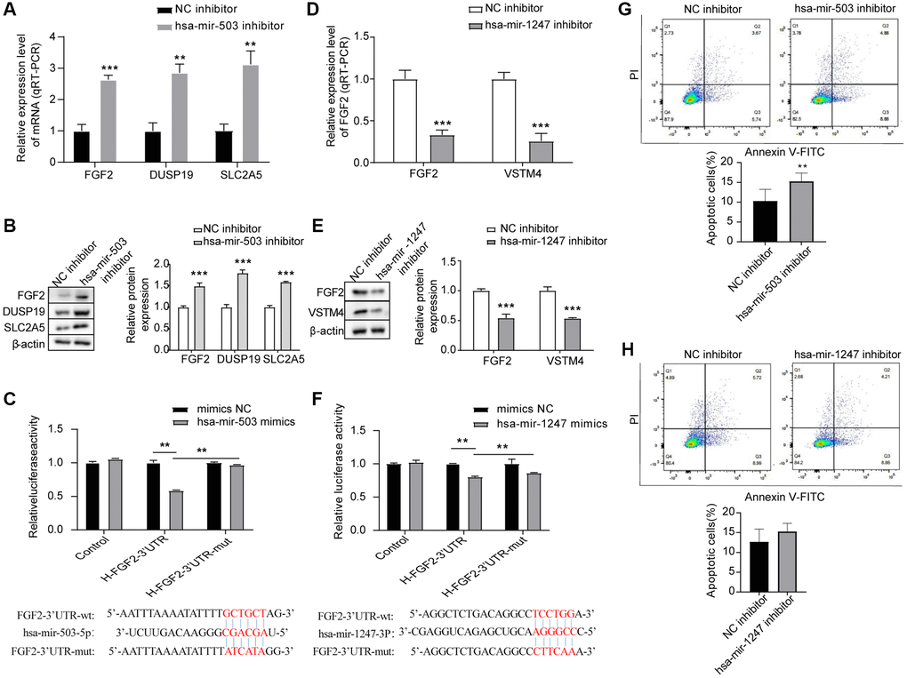 Effects of hsa-mir-503/hsa-mir-1247 knockdown on target mRNAs expression and 22RV1 cells apoptosis. (A, B) The mRNA and protein levels of FGF2, DUSP19, and SLC2A5 were significantly increased after hsa-mir-503 knockdown. *p **p C) The binding of hsa-mir-503 to FGF2-3’-UTR verified by dual luciferase reporter assay (**p D, E) The mRNA and protein levels of FGF2 and VSTM4 were significantly decreased after hsa-mir-1247 knockdown. (F) The binding of hsa-mir-1247 to FGF2-3’-UTR verified by dual luciferase reporter assay (**p G) The apoptotic rate of 22RV1 cells was significantly increased after hsa-mir-503 knockdown. (H) The apoptotic rate of 22RV1 cells was not significantly changed after hsa-mir-503 knockdown (*p **p ***p 