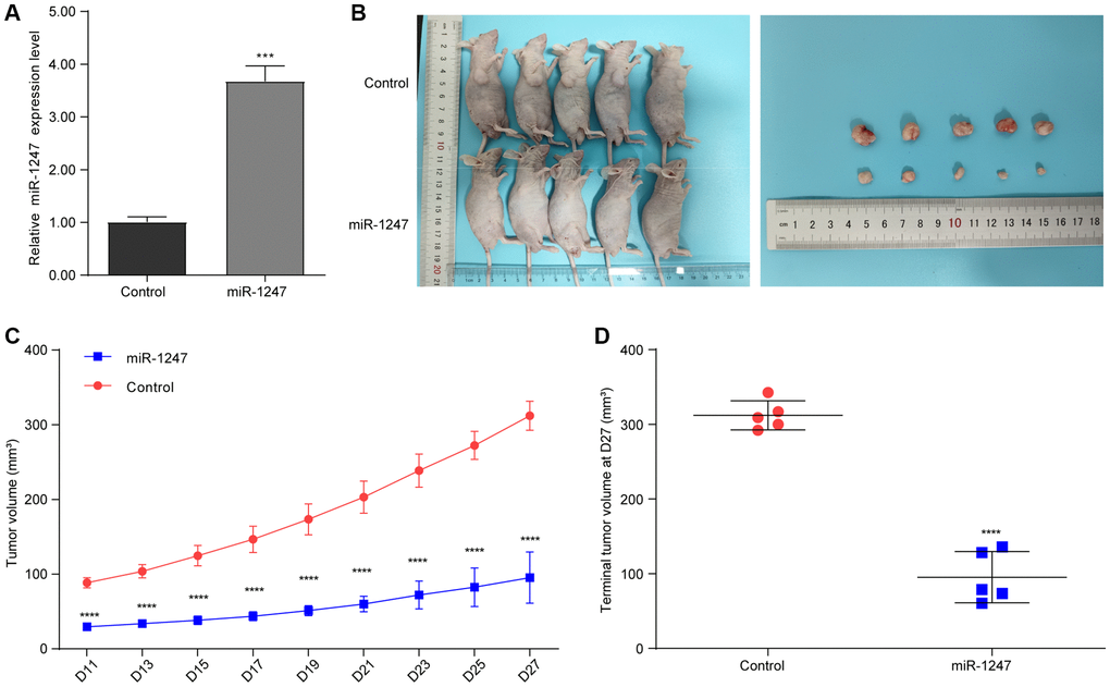 hsa-mir-1247 transfection significantly inhibited the tumor growth of PC in vivo. (A) The qPCR was used to validate the overexpression of hsa-mir-1247 in 22RV1 cells. (B) Photographs of animals (upper panel) and xenograft tumors (lower panel). (C) Tumor volumes. (D) Terminal tumor volumes. ***p ****p 