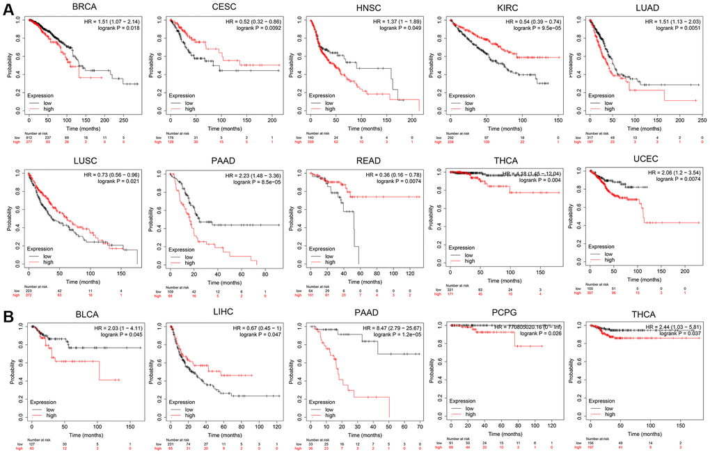 The prognosis comparison of tumor patients in the OPA1 high expression group and the low expression group, analyzed by Kaplan-Meier plotter. (A) Overall survival and (B) relapse-free survival.