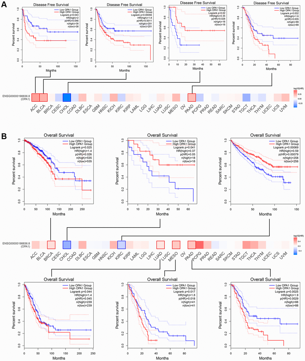 The prognosis comparison of tumor patients in the OPA1 high expression group and the low expression group, analyzed by GEPIA. (A) Disease-free survival and (B) overall survival.