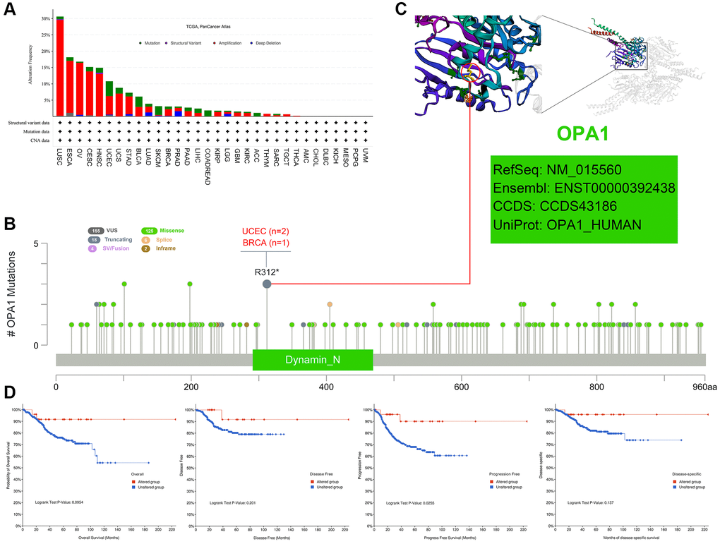 Mutations of OPA1 in individual tumors in the TCGA database, analyzed by cBioPortal. (A) The mutation types of OPA1 in individual tumors. (B) Mutation sites of OPA1 in UCEC and BRCA. (C) 3D structure diagram of OPA1 mutation site. (D) Relationship between OPA1 mutations and survival in UCEC patients.
