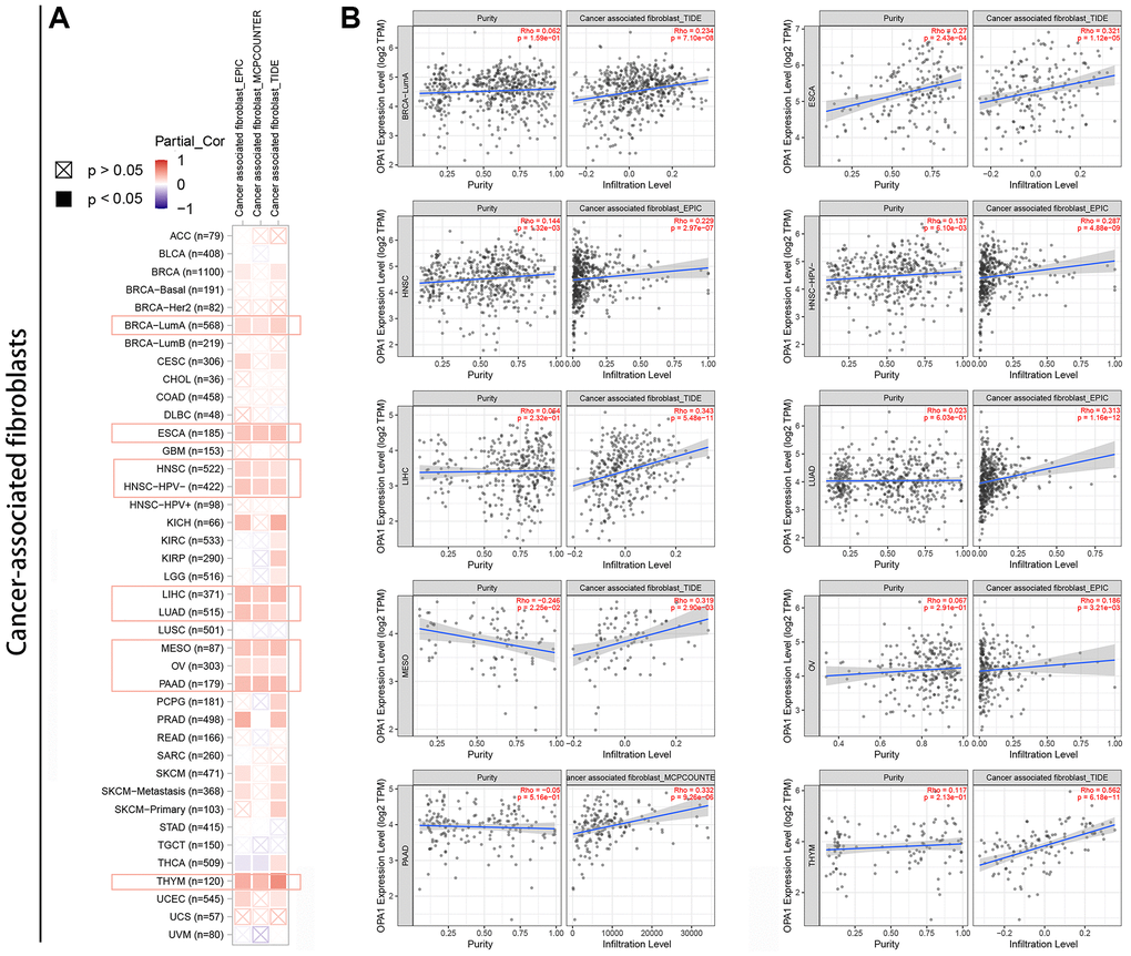 Relationship between OPA1 expression and cancer-associated fibroblast infiltration in pan-cancers. (A) Heat map and (B) scatter plot.