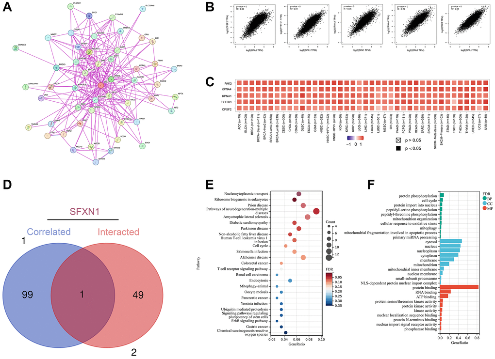 Enrichment analysis of OPA1-related genes. (A) OPA1-binding proteins analyzed by STRING. (B) Expression correlation between OPA1 and the selected top 100 correlated genes including PAK2, KPNA4, KPNA1, FYTTD1, and CPSF2. (C) The corresponding heatmap of PAK2, KPNA4, KPNA1, FYTTD1, and CPSF2 in different cancer types. (D) The intersection analysis of genes corrected and interacted with OPA1. (E) KEGG pathway analysis of OPA1 the genes correlated and interacted. (F) GO analysis of OPA1 and the corrected and interacted genes.