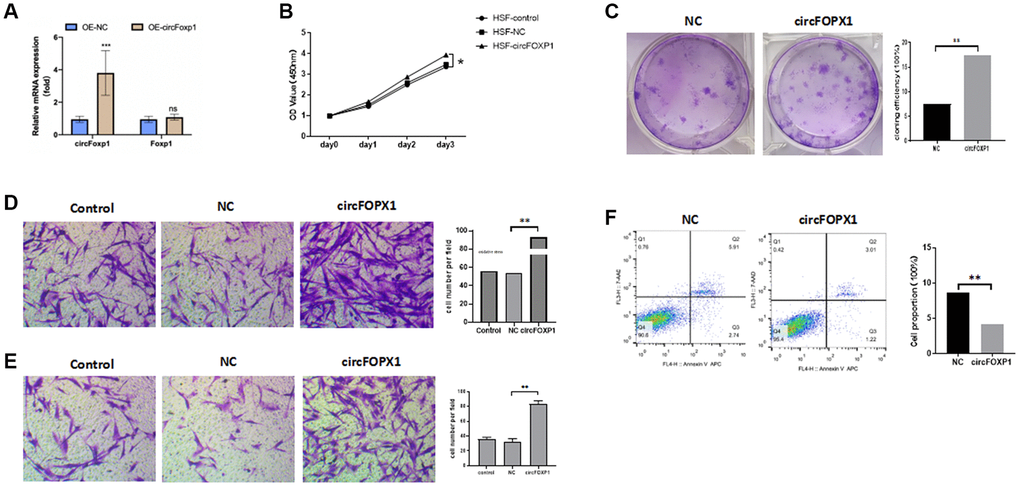 circFoxp1 regulates HSF proliferation, migration, apoptosis, and ECM deposition in vitro. (A) qRT-PCR analysis of overexpression efficiency of circFoxp1 in HSFs transfected with OE-NC or OE-Foxp1 lentivirus. (B) CCK-8 assay of the proliferation ability in HKFs transfected with OE-NC or OE-circFoxp1. (C) Colony formation assays for HSF cells with circFoxp1 overexpression. (D) Transwell assays showing overexpression of circFoxp1 obviously enhanced cell migration in HSF compared with OE-NC cells. (E) Transwell assays showing overexpression of circFoxp1 obviously enhanced cell invasion in HSF compared with OE-NC cells. (F) Cell apoptosis analyses via flow cytometric assays in OE-circFoxp1-transfected HSF cells. n = 3 biologically independent samples. Data shown are mean ± SD, *p **p 