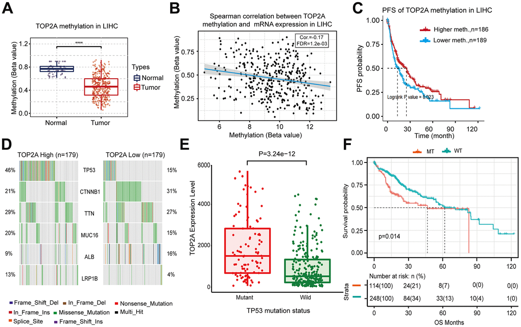 DNA methylation alterations of TOP2A and gene mutation analysis associated TOP2A in LIHC from TCGA database. (A) The methylation level of TOP2A in LIHC. (B) Spearman correlation between DNA methylation and mRNA expression of TOP2A in LIHC. (C) Progress-free survival (PFS) curve of TOP2A methylation in LIHC. (D) Gene mutations associated with TOP2A in LIHC. (E) TOP2A expression level in different TP53 mutant status in LIHC. (F) Overall survival (OS) curve of TP53 mutation in LIHC. ***P 