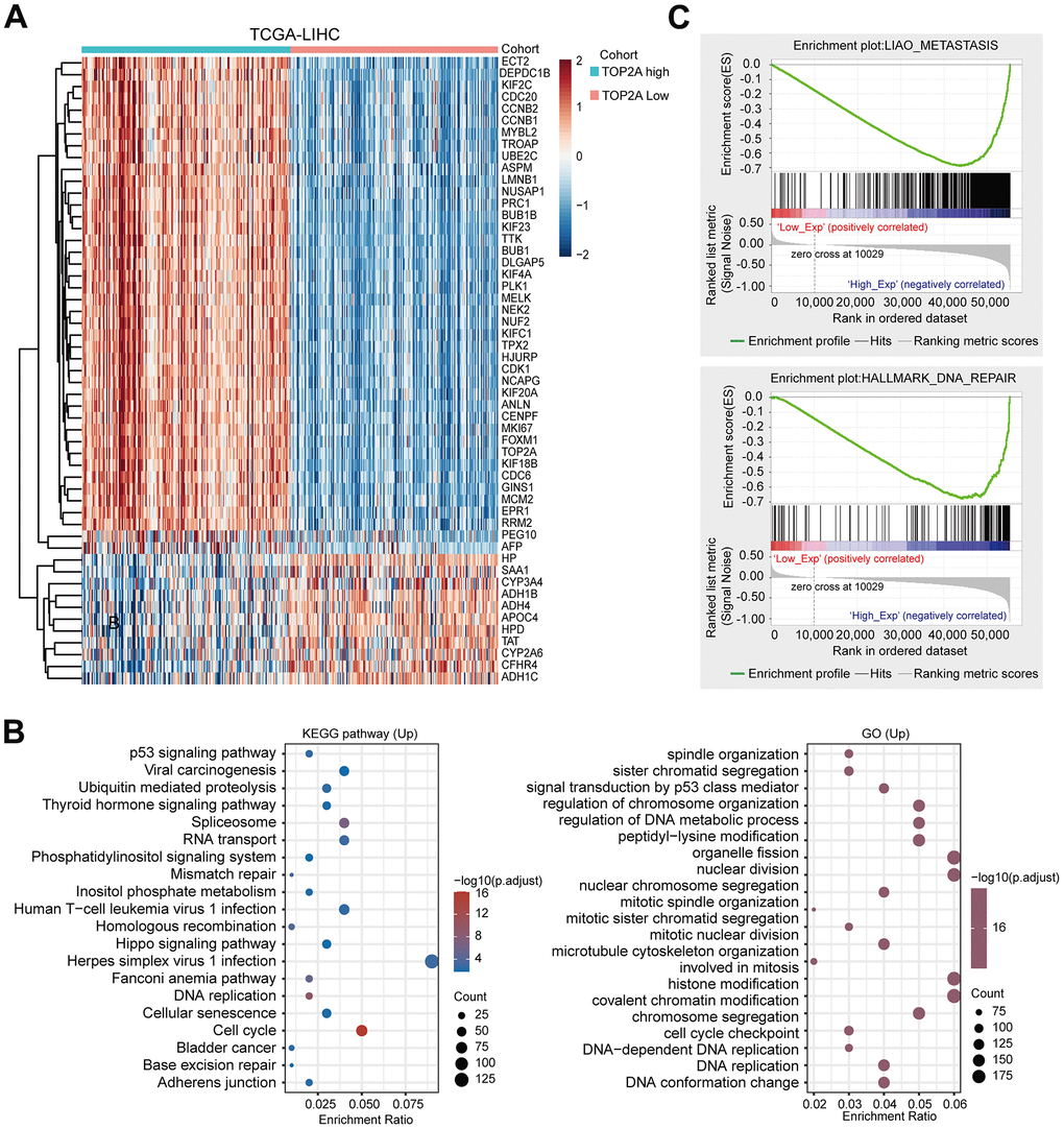 Functional enrichment analysis of TOP2A in LIHC. (A) Heatmap of TOP2A co-expressed genes in LIHC using TCGA database. (B) KEGG and GO enrichment analysis for the up-regulated genes in LIHC. (C) Gene Set Enrichment Analysis (GSEA) for TOP2A in LIHC.