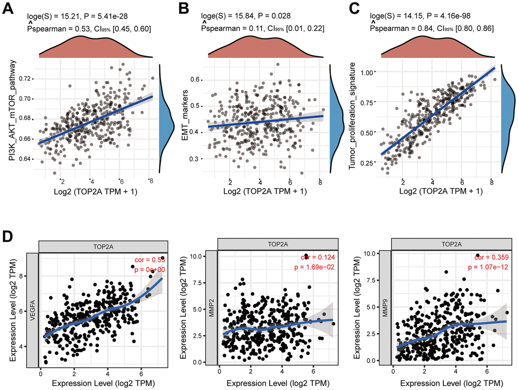 Correlation analysis between TOP2A expression and pathways and markers related to metastasis or proliferation using TCGA database. (A–C) Spearman correlation analysis between TOP2A and PI3K-AKT-mTOR pathway, EMT markers, and tumor proliferation signature. (D) Spearman correlation analysis between the expression level of TOP2A and VEGFA, MMP2, and MMP9.