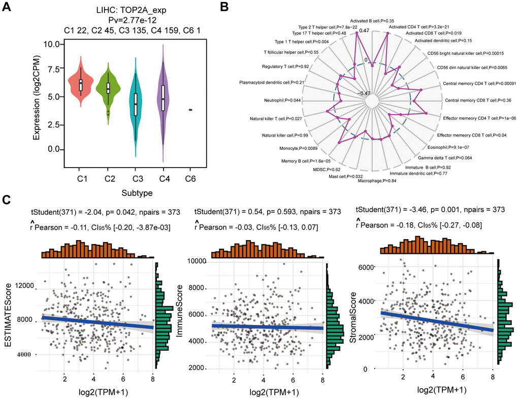 Correlation analysis of TOP2A expression with immune infiltration and tumor microenvironment in LIHC. (A) TOP2A mRNA expression in different immune subtypes in LIHC via TISIDB. (B) Radar map of correlation between TOP2A expression and the abundance of immune cells. (C) Correlation between TOP2A expression and ESTIMATE score, Immune score, and Stromal score.