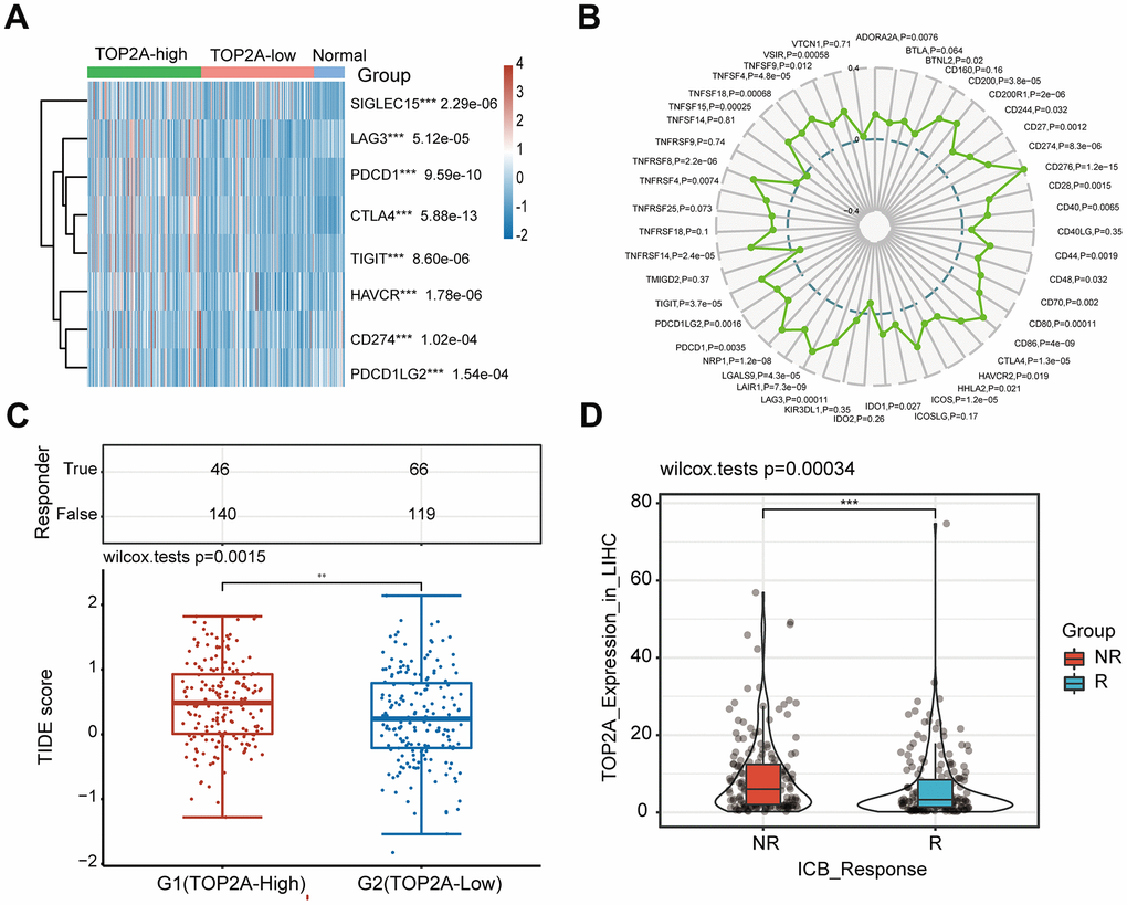 Association analysis of TOP2A expression with immunotherapy in LIHC. (A) 8 immune checkpoint genes associated with TOP2A expression. (B) Radar map of correlation between TOP2A expression and immune marker sets in LIHC. (C) Comparison of TIDE score between the higher (G1) and lower TOP2A expression (G2) groups of LIHC. (D) TOP2A expression in groups with a different ICB immunotherapy response status. **P P 