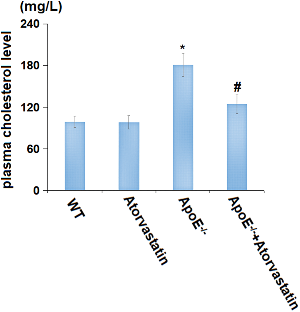 Atorvastatin decreased the plasma cholesterol level in aged ApoE-/- mice. The plasma cholesterol level was tested by an automatic biochemical analyzer (mg/L) (*, P-/- mice group).