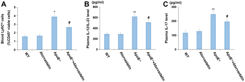 Atorvastatin inhibited the immune system activation in aged ApoE-/- mice. (A) Blood Ly6Chi cells (%CD45+ viable cells) was detected by flow cytometry; (B) Plasma IL-12/IL-23 level (pg/ml); (C) Plasma IL-17 level (pg/ml) (*, **, P-/- mice group).