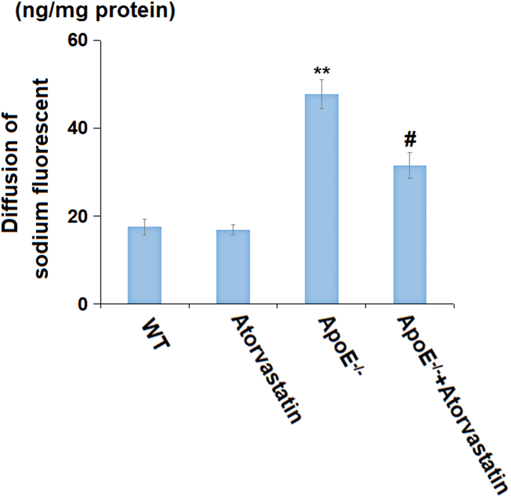 Atorvastatin prevented the enlarged blood-brain barrier (BBB) permeability in aged ApoE-/- mice. Diffusion of sodium fluorescent in treated animals’ cortex (ng/mg protein) was used to index BBB integrity (**, P-/- mice group).