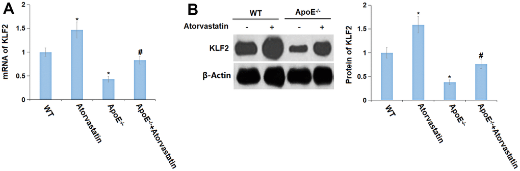 Atorvastatin reversed the downregulation of KLF2 in the cortex of aged ApoE-/- mice. (A) mRNA of KLF2; (B) Protein of KLF2 (*, P-/- mice group).