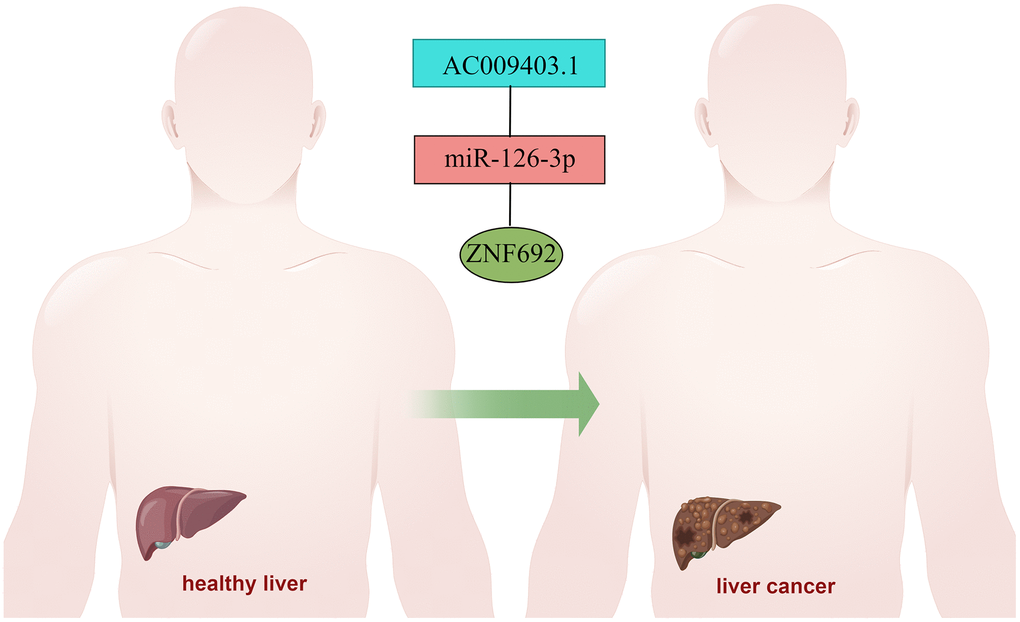 ZNF692 mediated the ceRNA network of HCC genesis.