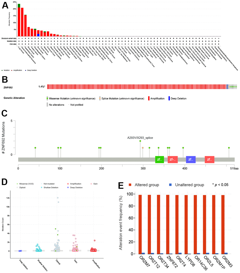 Genetic alterations of ZNF692 in pan cancer. (A) Summary of ZNF692 gene alterations. (B) Frequency of ZNF692 gene alterations. (C) Description of ZNF692 gene alterations. (D) Type of ZNF692 gene alterations. (E) Top 10 genes commonly altered in the ZNF692 alteration group.