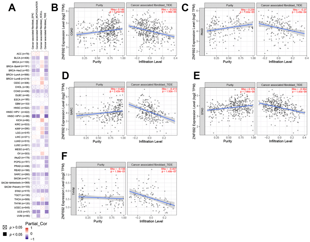 The expression of ZNF692 was associated with cancer-associated fibroblasts in pan cancer. (A) Correlation of ZNF692 expression with CAF (TIMER2.0). (B) COAD. (C) PAAD. (D) SARC. (E) STAD. (F) THYM.